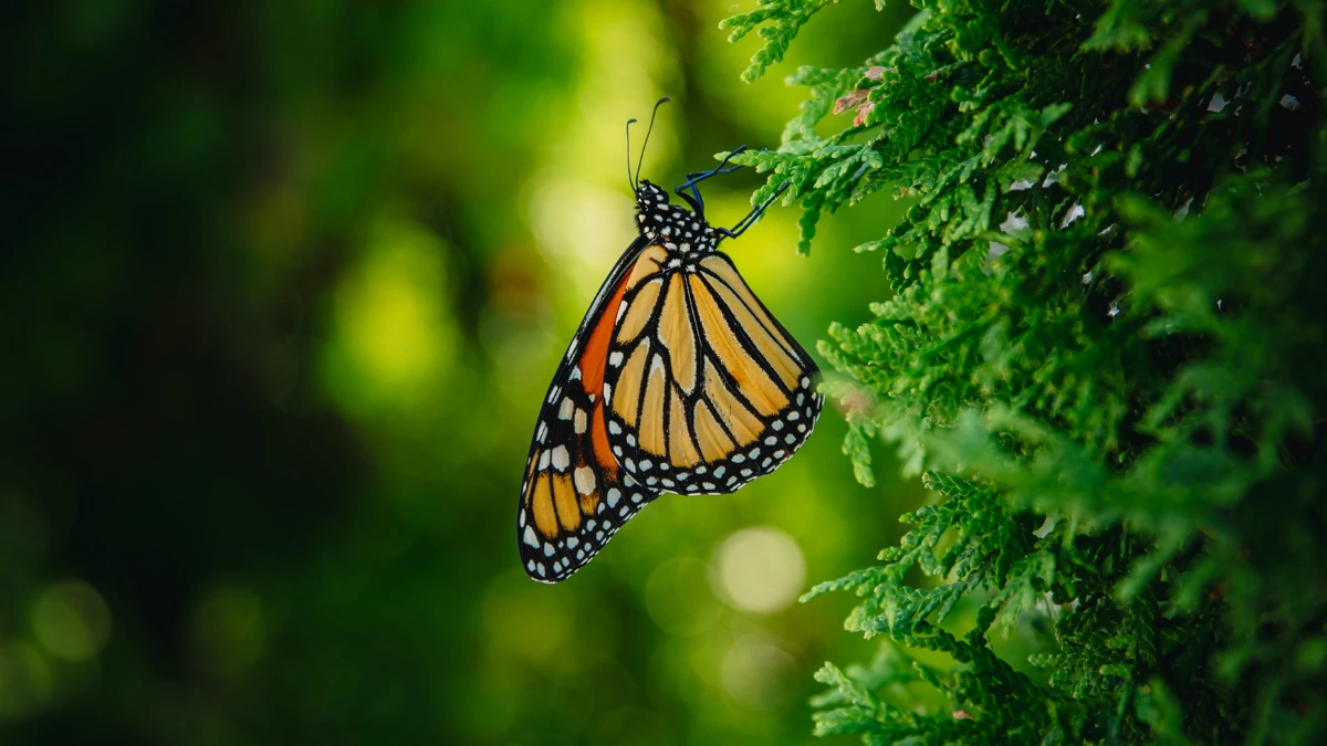 Monarchy Butterfly Migration