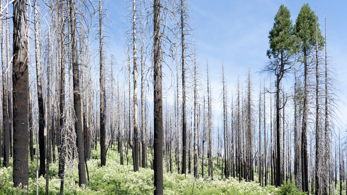 One Tree Planted Reforestation