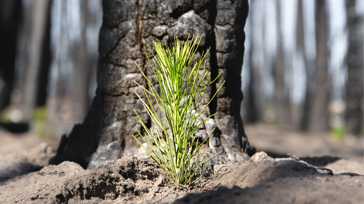 Reforestation
